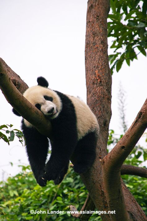 Panda having a nap at the Chengdu Panda Research Station, the biggest facility of this kind in the world.  The giant panda is the most famous endangered animal species. The research station is home to sixty giant panda but also has some red pandas. Nature, Panda Tree, 3 Panda, Funny Panda Pictures, Panda Stuff, Big Panda, Research Station, Chinese Panda, Land Animals