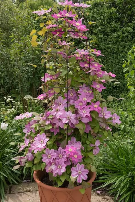 Clematis In A Pot, Growing Clematis, Clematis Care, Clematis Trellis, Climbing Clematis, Clematis Plants, Clematis Flower, Clematis Vine, Container Gardening Flowers