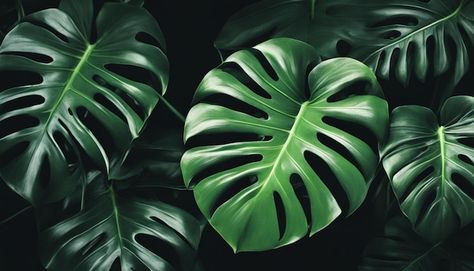 Tropical leaves wallpaper intricate details and veins capturing the essence of a Monstera plant Monstera Background, Monstera Aesthetic, Aesthetic Horizontal, Tropical Leaves Wallpaper, Leaves Wallpaper, Mac Wallpaper, Monstera Plant, Leaf Background, Leaf Wallpaper