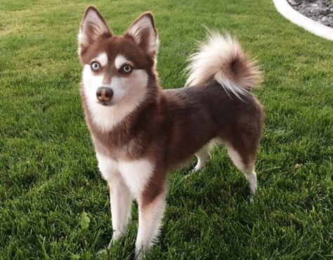 Wolf Companion, Unusual Pets, Alaskan Malamute Puppies, Family Dogs Breeds, Wolf Dogs, Alaskan Klee Kai, Malamute Dog, Dog Comics, Dog Breeds List