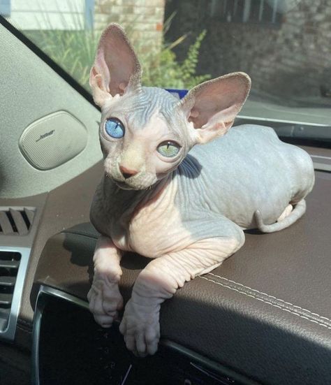 Cute Hairless Cat, Hairless Cat, Pretty Animals, Sphynx Cat, Silly Animals, Cat Aesthetic, Horse Stuff, Funny Cute Cats, Sphynx