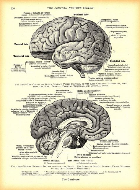 Brain Anatomy Art, Vintage Medical Art, Brain Diagram, Psychology Posters, Brain Poster, Medical Drawings, Dark Academia Art, Whimsical Art Journal, Brain Anatomy