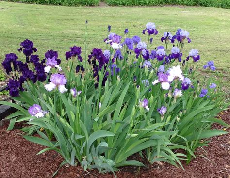 Iris Flowers Landscaping Ideas, Iris Plants Landscaping, Landscaping With Iris, African Iris Landscaping Garden Ideas, Iris Flowers Garden, Iris Cottage Garden, Iris Domestica, Wholesale Plants, Sale Image