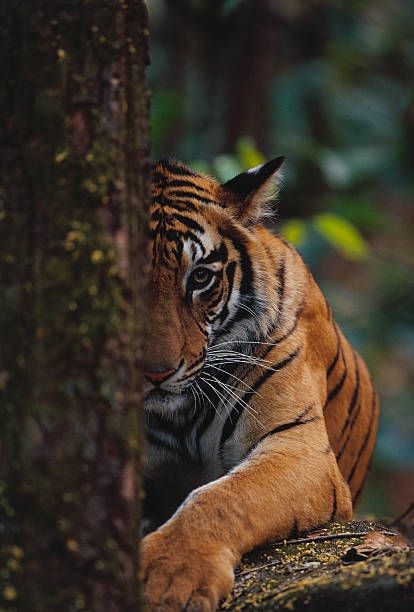 60 Top Tiger In Forest Pictures, Photos and Images - Getty Images Tiger Tattoo, Tiger In Forest, Tiger Art Print, Tattoo Tiger, Tiger Jewelry, Tiger Tiger, Tiger Shirt, Tiger Art, Tiger Print