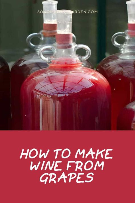 Concord Grape Wine Recipe, Easy Wine Recipes, Grape Wine Recipe, Make Wine At Home, Making Wine From Grapes, Wine From Grapes, Making Wine At Home, Wild Grapes, How To Make Wine