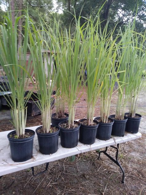 Citronella Grass LemonGrass Lemon Grass 10 growing plants | Etsy Lemon Grass Plant, Lemongrass Plant, Herb Plants, Mosquito Repelling Plants, Backyard Playground, Plant Roots, Planting Herbs, Backyard Oasis, All Plants