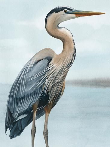 size: 12x9in Art Print: Back Bay Heron I by Grace Popp : Watercolour Texture Background, Great Blue Heron, Landscape Canvas Art, Portrait Frame, Blue Heron, Digital Watercolor, By Grace, Big Blue, Landscape Canvas