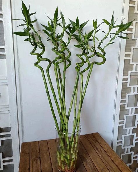 9 Best Fertilizers for Lucky Bamboo Plants | Balcony Garden Web Lucky Bamboo Decor, Modern Diy Art, Bamboo Plant Indoor, Lucky Bamboo Care, Indoor Bamboo Plant, Bamboo Plant Decor, Bamboo Plant Care, Patios Ideas, Water Plants Indoor