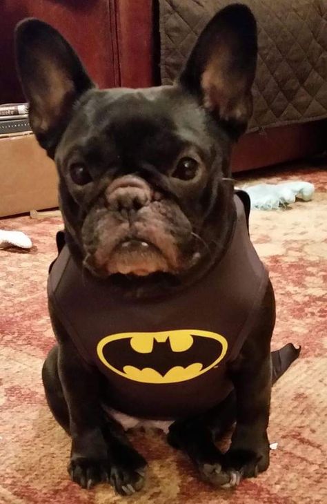 Oh look.  Someone snuck a picture of Batman's dog.   Pretty special Batman. Batman Dog, Batman Costume, I Am Batman, Funny Animal Photos, Cat Family, Animal Photos, Dog Costumes, Animal Photo, Funny Animal