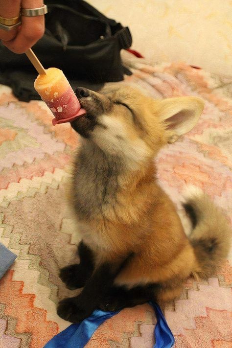 Little Fox Eating A Ice-Lolly Funny Fox Pictures, Pictures Of Foxes, Fox Eating, Fox Eat, Wise Animals, Cute Foxes, Fox Pups, Friendly Fox, Wild Baby