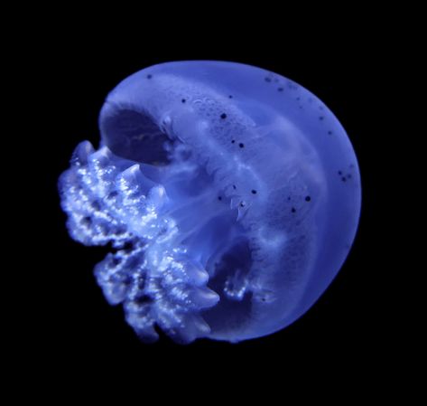 Blue canonball jellyfish for sale Cannonball Jellyfish, Pet Jellyfish, Jellyfish Pictures, Public Aquarium, Jellyfish Aquarium, Sea Jellies, Princess Jellyfish, Baja California Mexico, Blue Jellyfish