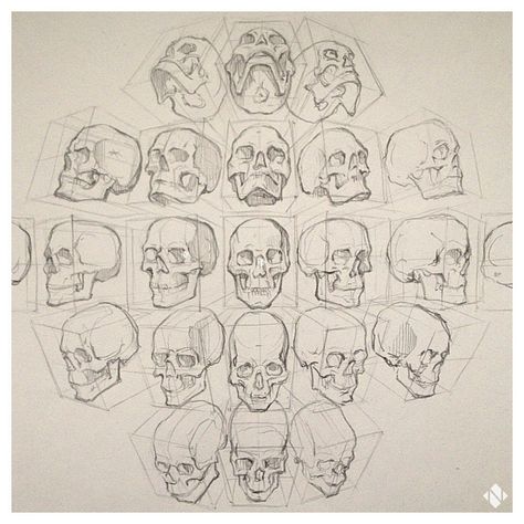 Skull Reference, Academic Drawing, Skeleton Drawings, Human Anatomy Drawing, Drawing Heads, Anatomy Sketches, Skull Drawing, Sanya, Anatomy Drawing