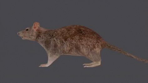 Spinning Gif, Cute Rats, Banner Gif, Rats, Animated Gif, Cool Gifs, Spinning, Banners, Gif