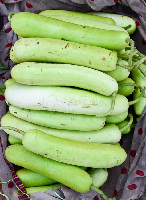 Indian vegetable-bottle gourd stock photos Gourd Drawing, Drawing In Water, Opo Squash, Gourd Vegetable, Food Forest Garden, Healthy Vitamins, Vegetables Photography, Bottle Gourd, Food Forest