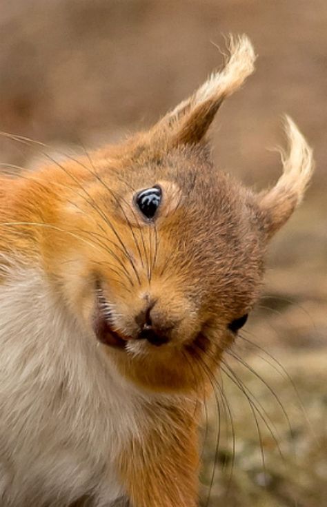 Hello - is it me you're looking for? ♬ ♩ ♪                              … Funny Animal Pictures, Happy Squirrel, Squirrel Pictures, Animals Tattoo, Squirrel Funny, Cute Squirrel, A Squirrel, Red Squirrel, Sweet Animals