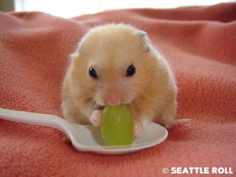 *sweet sweet nectar* Teddy Hamster, Hamster Pics, Hamster Care, Baby Hamster, Hamster Eating, Funny Hamsters, A Hamster, Syrian Hamster, Gerbil