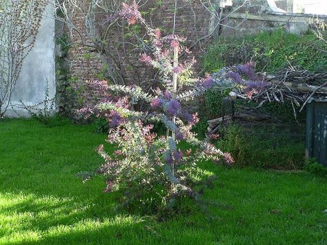 Acacia Baileyana, Green Stuff, 2 A, Exterior, Plants, Green