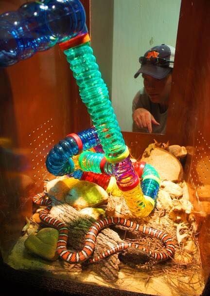 Rodent tunnels for snakes with surprise food enrichment hidden throughout! Photo by Rachel Lamkin. Reptile Enrichment, Snake Enrichment, Snake Tanks, Snake Cages, Snake Terrarium, Pet Snakes, Snake Hides, Bearded Dragon Cage, Enrichment Projects