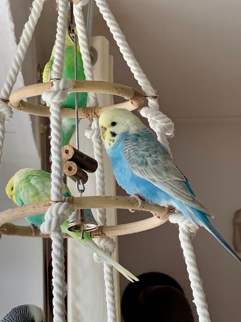 Birds Room Ideas, Diy Parakeet Toys Homemade, Cockatiel Toys Homemade, Bird Toy Diy, Diy Bird Toys Parakeets, Budgie Cage Ideas, Parrot Toys Diy, Bird Room Ideas, Diy Budgie Toys