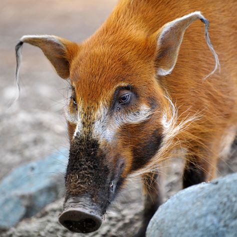 red river hog | I love this photo of the red river hog. They… | Flickr Red River Hog, Interesting Animals, Unusual Animals, Wild Boar, Rare Animals, Red River, Weird Animals, Unique Animals, Animal Planet