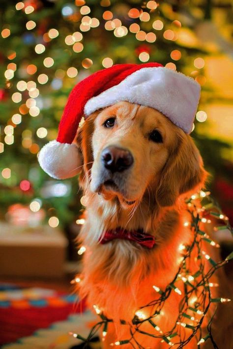 Puppies Christmas Pictures, Christmas Puppy Pictures Photo Ideas, Golden Retriever Christmas Photoshoot, Cute Christmas Dog Pictures, Dog Christmas Lights Photos, Christmas Pet Photo Ideas Dogs, Holiday Photo Shoot With Dog, Golden Retriever Picture Ideas, Xmas Dog Pictures