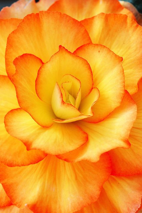 Gorgeous Colors!   ♥ ♥ www.paintingyouwithwords.com Fleur Orange, Deco Nature, Orange And Yellow, Yellow Flower, Mellow Yellow, Flower Beauty, Beautiful Blooms, Love Flowers, Amazing Flowers