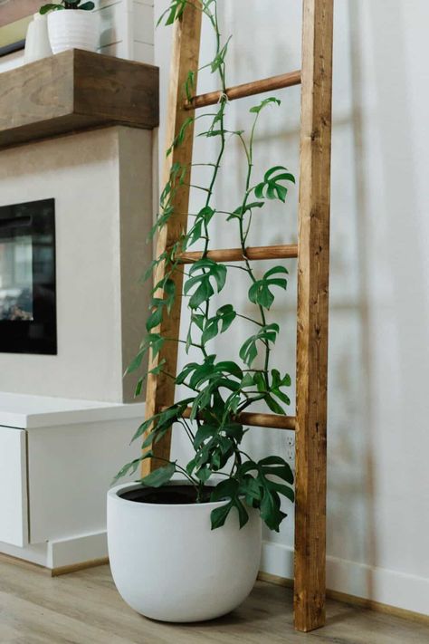 Rhaphidophora Tetrasperma plant on a wooden trellis Plant Decorations Indoor, Hoya Plant Trellis Ideas, Mini Monstera Trellis, Diy House Plant Trellis, Diy Trellis Ideas Indoor, Climbing Indoor Plants, Styling Plants Indoor, Indoor Trellis Ideas, Indoor Plant Trellis Ideas