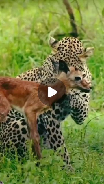 Unusual Animal Friends, Videos Of Animals, Animals Video, Amazing Animal Pictures, Rare Cats, Wild Animals Pictures, Cute Small Animals, Animals Amazing, Animal Antics