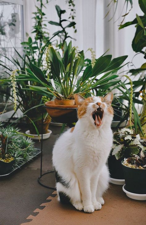 Indoor Plants Aesthetic, Cat Plants, Home Cat, Cat Photography, Fluffy Cat, Cat Aesthetic, Cute Cats And Dogs, Cute Creatures, Beautiful Cats