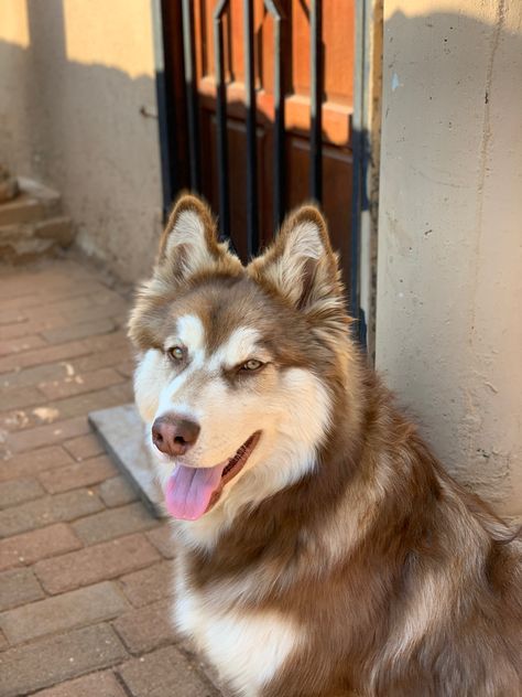 Huskies Aesthetic, Husky Aesthetic, Brown Siberian Husky, Brown Husky, Cute Doge, German Shepherd Husky Mix, Golden Retriever Husky, My Husky, Very Cute Dogs