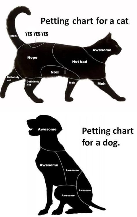 If you don’t know how to make your dog listen to you or you want your dog to stop bad behavior : digging, chewing and jumping up... all the time within a couple of weeks?? Join “Brain Training For Dogs” Click to join. #dogtrainingtips #dogtrainingathome #dogtrain #dogtraining #dogbehaviour #puppytraining #dogobediencetraining #trainyourdog Katt Grejer, Most Beautiful Cat, Beautiful Cats Pictures, Cat Vs Dog, Cat Language, Bad Behavior, Kitten Care, Beautiful Cat Breeds, Most Beautiful Cat Breeds