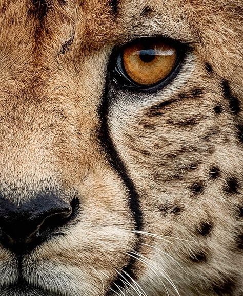 Africanimals Foundation on Instagram: “How old do you think this cheetah is?✥⁣⁣⁣ ✥⁣⁣⁣ 📷 Amazing shot by @hshphotos ⁣⁣✥⁣⁣⁣ ✥⁣⁣⁣ 🦁 Follow: @Africanimals⁣⁣⁣ 🐘 Hashtag:…” Cheetah Pictures, Animals Eyes, Leopard Eyes, Eye Reference, Cheetah Face, Wild Lion, Wild Photography, Wild Animals Pictures, Leopard Cat