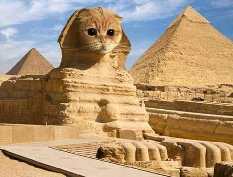 Egypt Cat, Life In Ancient Egypt, Huge Cat, Classical Art Memes, Egyptian Cat, Fancy Cats, Cat Poster, Cat People, Unique Cats