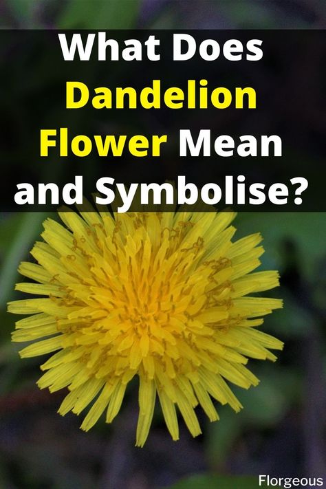 Dandelion Flower Nature, Dandelion Meaning Witchcraft, Felt Dandelion Flower, Tattoos Dandelion Meaning, Pictures Of Dandelions, Dandelion Flower Tattoo Design, Dandelion Themed Wedding, Dandelion Meaning Quote, Dandelion Flower Meaning