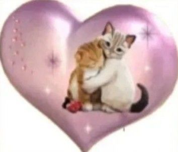 Silly Cats Pictures, Silly Images, Silly Animals, Silly Pictures, Silly Cats, Cat Pics, Reaction Pictures, A Heart, Cat Memes