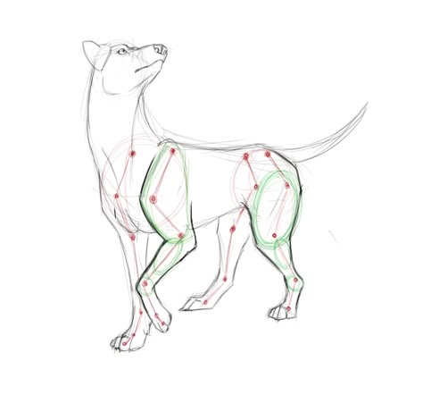 Dog Anatomy Drawing, Wolf Anatomy, Canine Anatomy, Dog Tutorial, Draw Cartoons, Draw Tutorial, Drawing Instructions, Canine Drawing, Sketch Dump