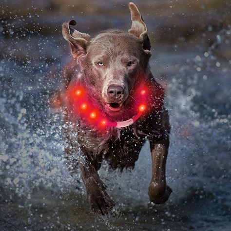 Amazon.com : MASBRILL LED Dog Collar - Light Up Dog Collars Rechargeable - Lighted Dog Collar Safety Waterproof Glow Up Flashing Light Up Collar for Dogs : Pet Supplies Dog Light, Led Dog Collar, Rechargeable Light, Up Dog, Dog Barking, Dog Leads, Dog Neck, Large Dogs, Pet Accessories