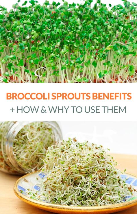 The Amazing Broccoli Sprouts Benefits & How To Use Them #broccolisprouts #nutrition #broccoli #nutrients Broccoli Sprouts Benefits, Sprouts Benefits, Freezing Lemons, Tomato Nutrition, Calendula Benefits, Fruit Health Benefits, Broccoli Sprouts, Matcha Benefits, Lemon Benefits