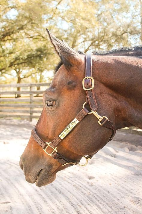 TACK SHACK LEATHER HALTER : FREE SHIPPING ON ORDERS OVER $200! When it comes to a safe and beautiful option for your horse halter, Tack Shack Leather halters are the top of the line! Our Leather Halter is beautiful enough for a show halter for horses, or for turnout or training. Made from beautiful leather, durable enough for daily wear, but nice enough to be used at shows. Soft supple leather and durable, solid brass or chrome hardware makes this halter a long lasting addition to your supplies. Halter For Horses, Horse Brown, Horse Halter, Daisy Mae, Leather Halter, Chrome Hardware, Cycling Workout, Black Chrome, Black And Brass