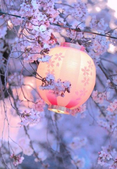 aller voir les cerisiers en fleurs au Japon (Sakura, lantern, Japan) Japan Design, Flowering Trees, Japanese Culture, Sicily, Pretty Pictures, A Tree, Santorini, Wallpaper Iphone, Beautiful Nature