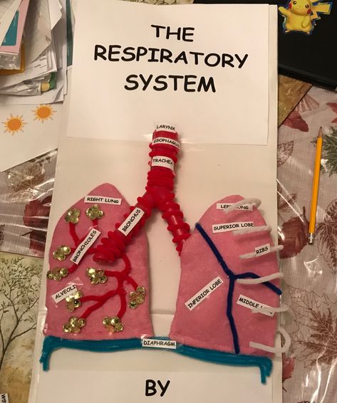 Respiratory System Project Nervous System Projects, Respiratory System Projects, Circulatory System Projects, Human Body Systems Projects, Body Systems Project, Respiratory System Anatomy, Life Science Projects, Heart Science, Human Respiratory System