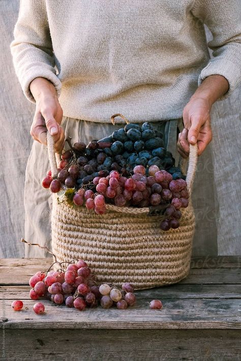 Juicy anticipation. Image by Stocksy Contributor Duet Postscriptum #stockphoto #harvest #grapes #winemaking https://www.stocksy.com/2590990/elderly-hands-holding-basket-with-organic-fresh--grapes David Sinclair, Living In Boston, Grape Harvesting, Fall Gathering, Reverse Aging, Hands Holding, Food Supply, Cold Therapy, Aging Process