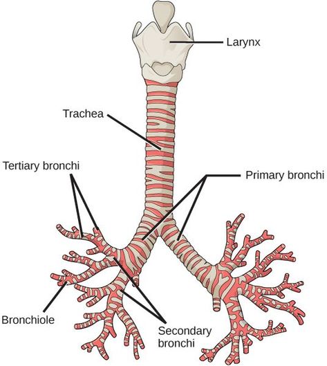 Respiratory System Anatomy, Human Respiratory System, Lung Anatomy, Throbbing Headache, Medical Student Study, Nursing School Studying, Medical School Inspiration, Nursing School Tips, Medical School Studying