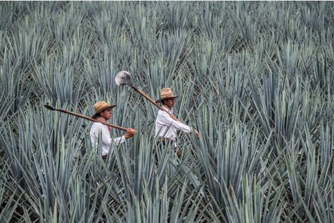 Agave fields in Tequila - Jalisco, Mexico Mexican Photography, Agave Field, Mexican Traditions, Cool Tumblr, Blue Agave, Agaves, Fields Photography, Plein Air Paintings, Iconic Photos