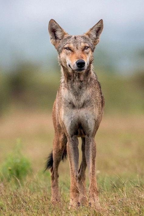 Indian Grey Wolf (Canis lupus pallipes) / Loup des Indes / Image by indianwildlifeofficial from instagram Indian Wolf, Pointed Ears, Grey Wolf, Long Tail, From Instagram, Reptiles, North America, Fox, Grey