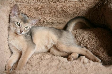 Blue Abyssinian Cat, Abyssinian Kittens, F2 Savannah Cat, Abyssinian Cat, Cat Reference, Abyssinian Cats, Cats For Sale, Cat Pose, Abyssinian