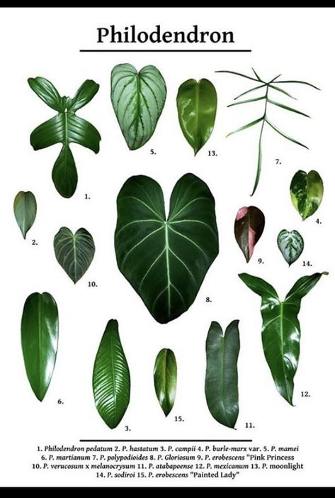 A favourite houseplant - Various Philodendron Varieties infographic Plant Leaf Identification, Philodendron Varieties, Decorating With Plants, Leaf Identification, Plant Goals, Philodendron Plant, Illustration Botanique, Variegated Plants, Plant Identification