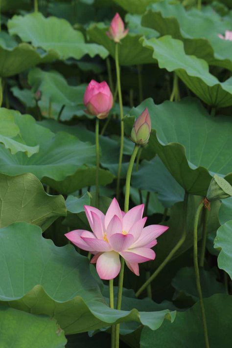 Lotus Field, Lotus Garden, Lotus Flower Pictures, Lotus Painting, Lily Lotus, Lotus Art, Flower Landscape, Lotus Flowers, Indian Art Paintings