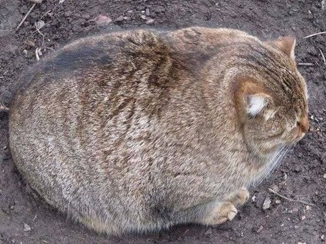 Este parece un pedazo de pan... 19 Fotos de gatos gordos Fat Animals, Gatos Cool, Image Chat, 웃긴 사진, Fat Cats, Crazy Cat Lady, Beautiful Cats, 귀여운 동물, Cat Photo