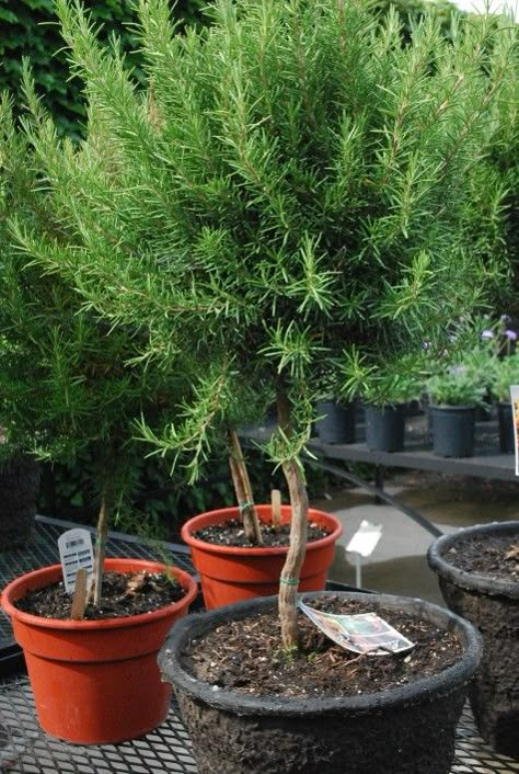 Potted Rosemary Outdoor, Rosemary Shrub, Potted Rosemary, Rosemary Topiary, Unusual Garden Ornaments, Grow Rosemary, Rosemary Tree, Deborah Silver, Growing Rosemary